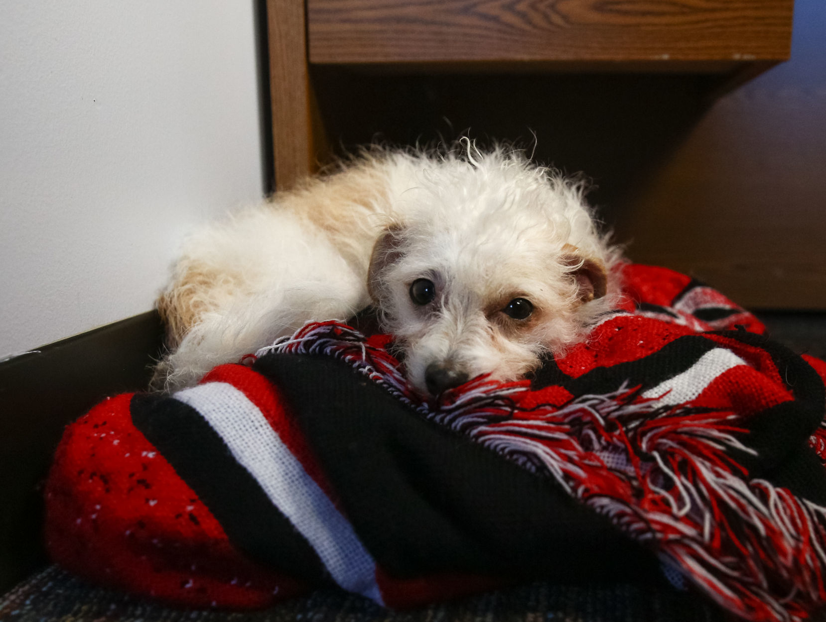 Nugget the therapy dog (8).jpg